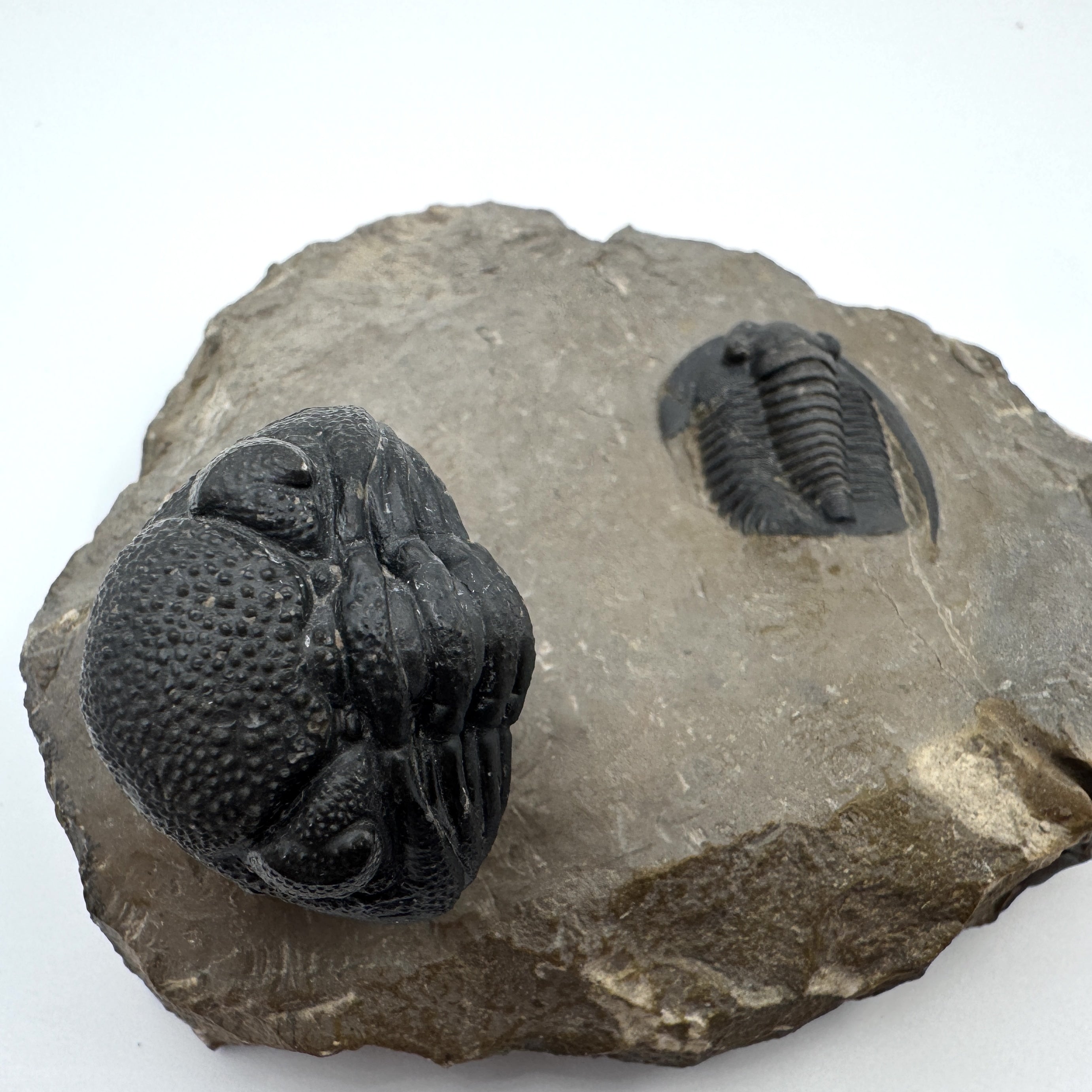 Diademaproetus Praecursor w/ Phacops - 1.25