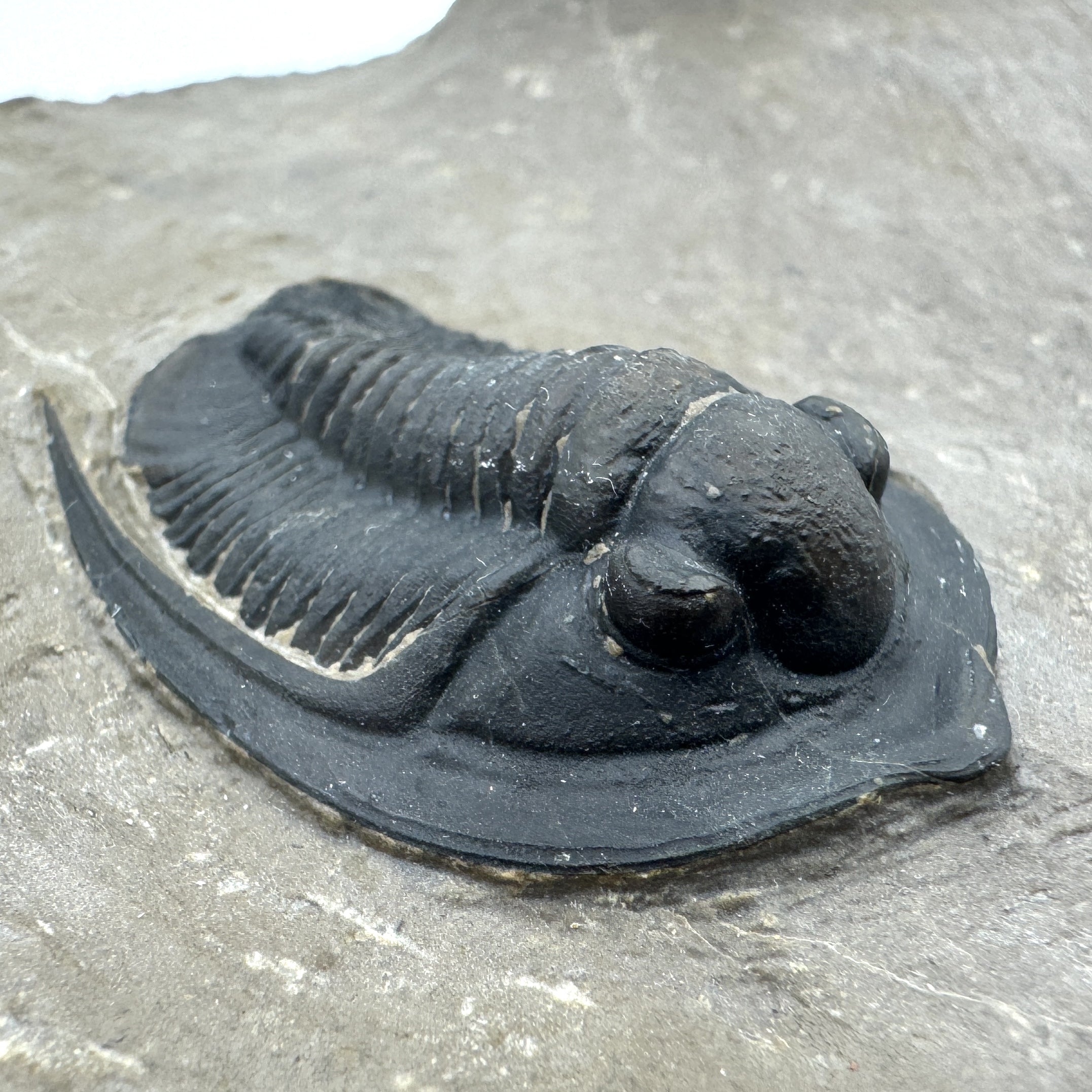 Diademaproetus Praecursor w/ Phacops - 1.25" (3.18 cm)