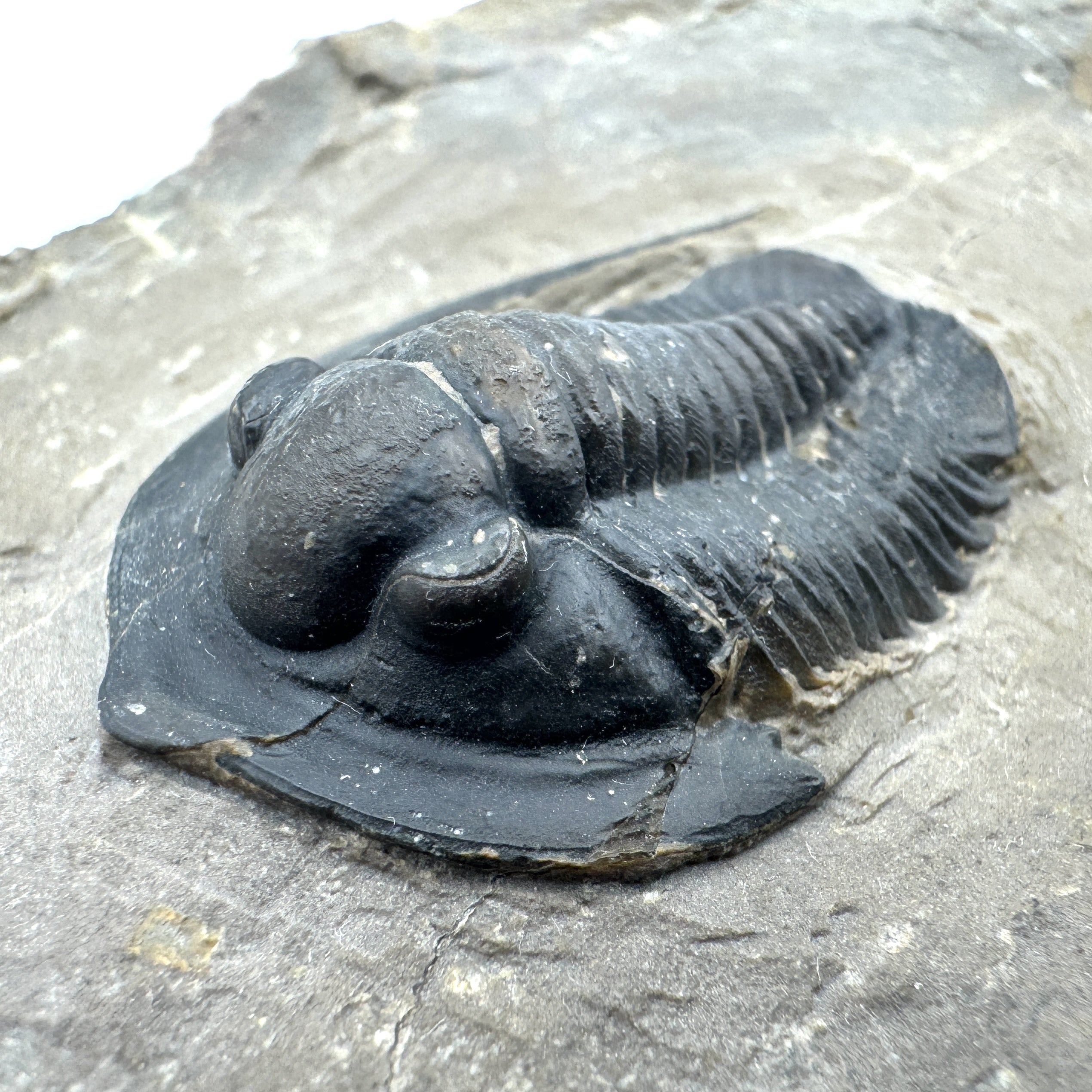 Diademaproetus Praecursor w/ Phacops - 1.25" (3.18 cm)