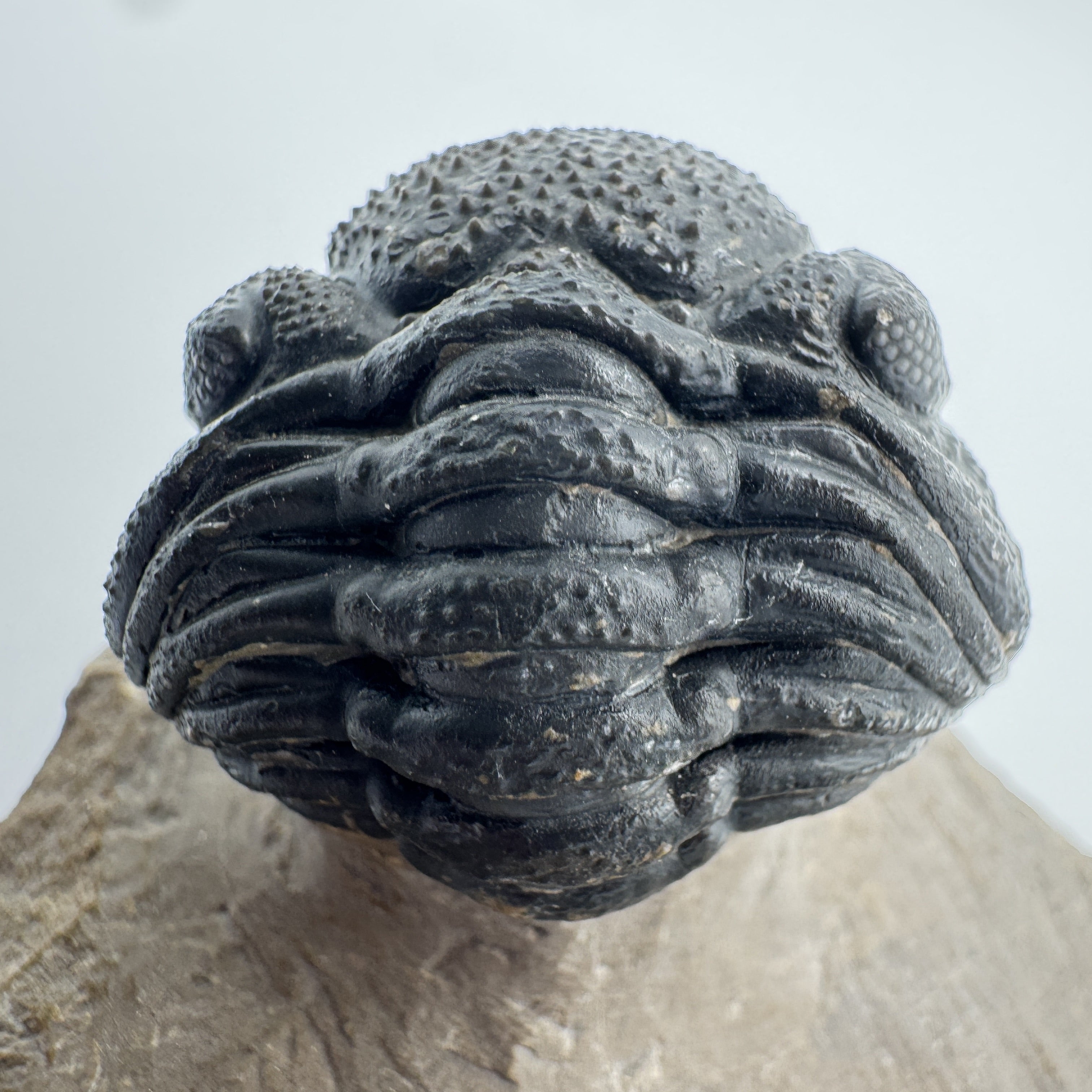 Diademaproetus Praecursor w/ Phacops - 1.25" (3.18 cm)