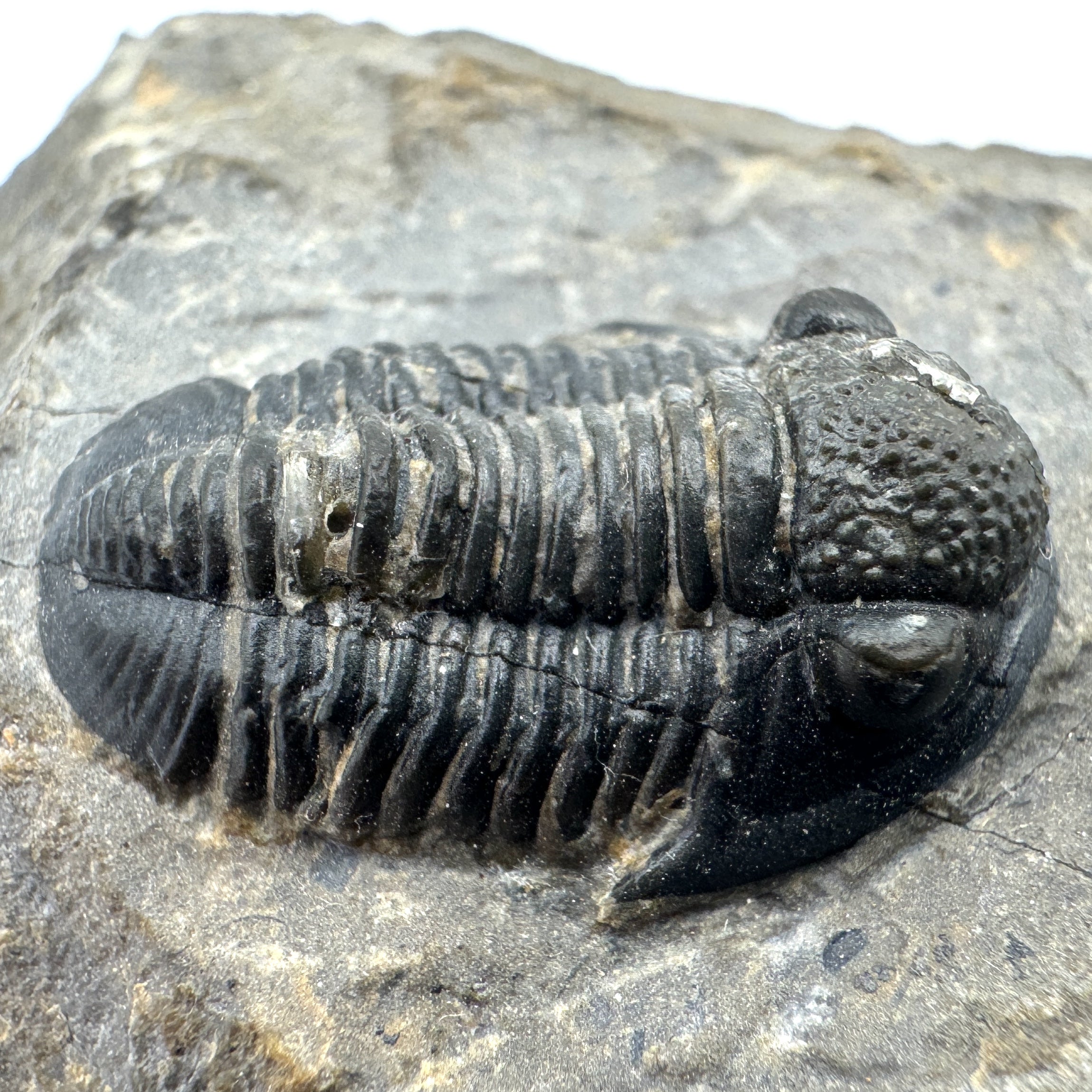 Gerastos Trilobite - .83 in (2.1 cm)