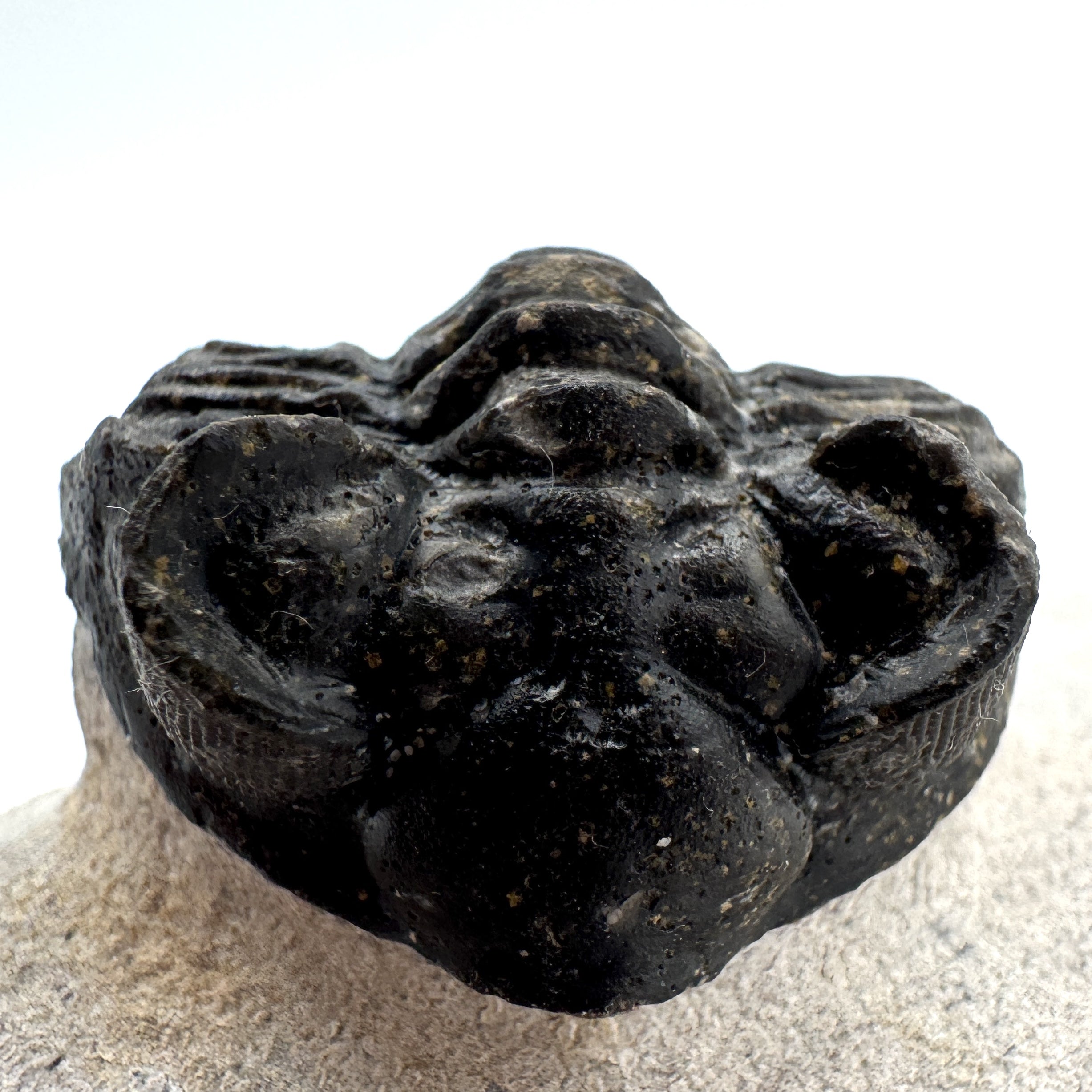 Coltraneia Oufatenensis - 1.91" (4.86 cm)