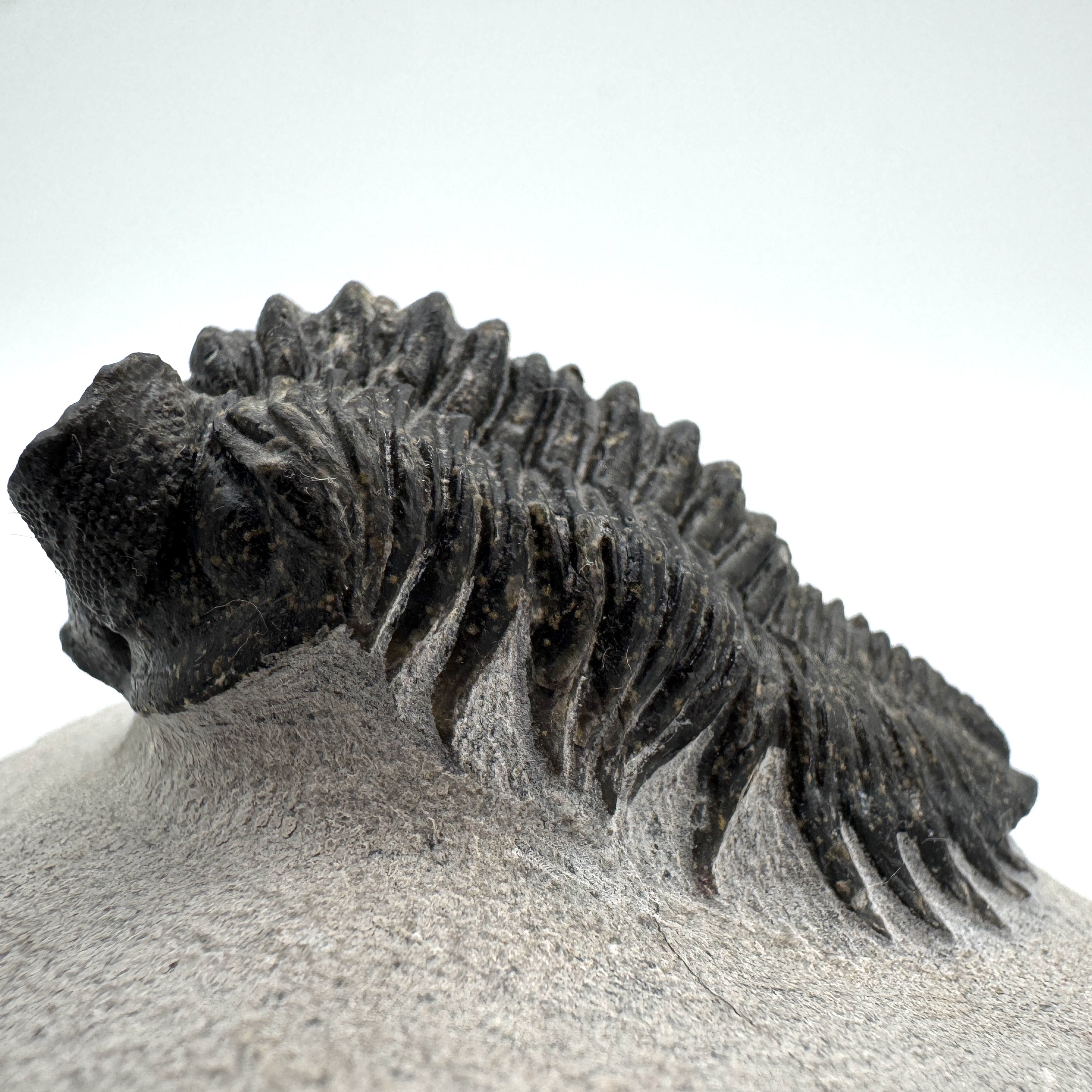 Coltraneia Oufatenensis - 1.91