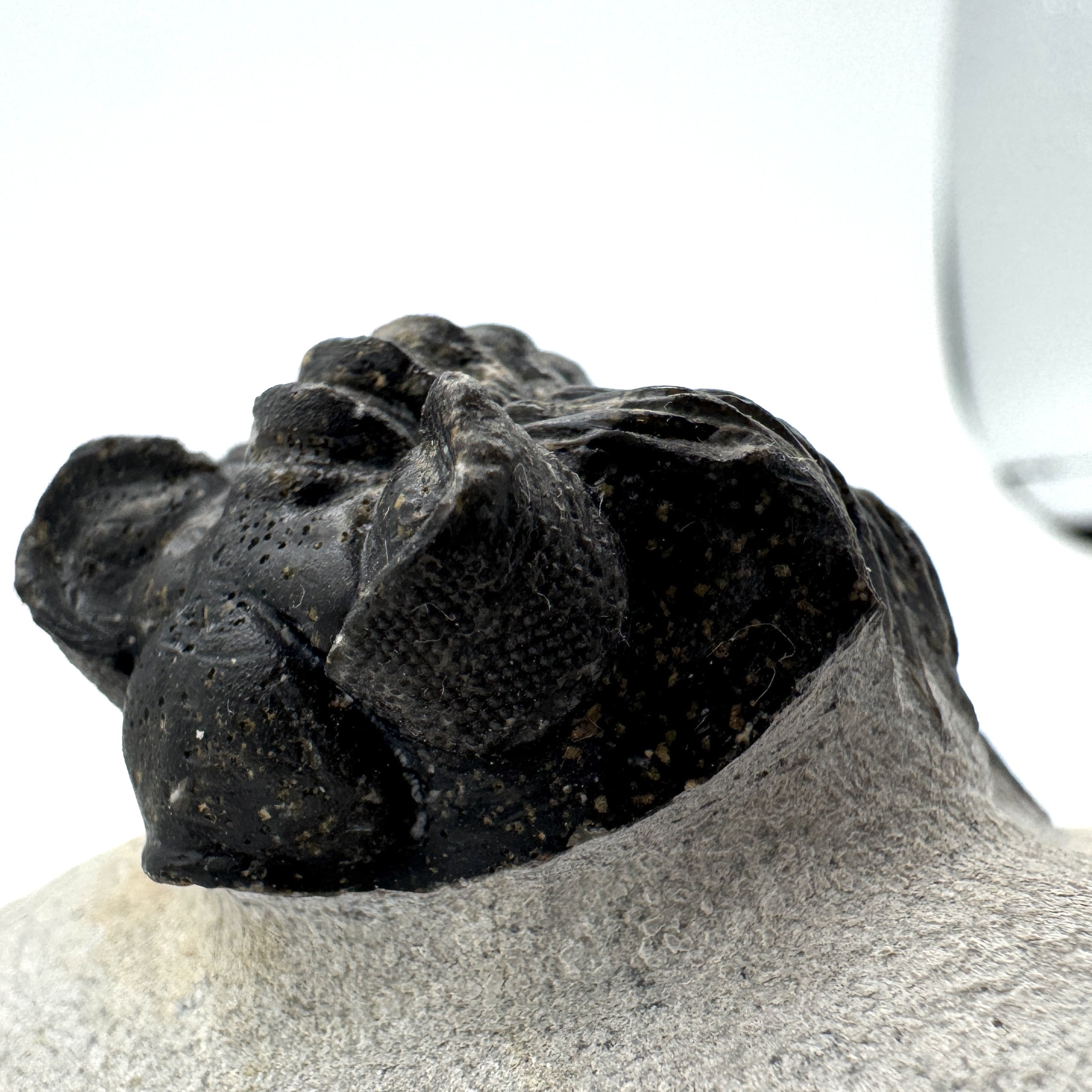 Coltraneia Oufatenensis - 1.91