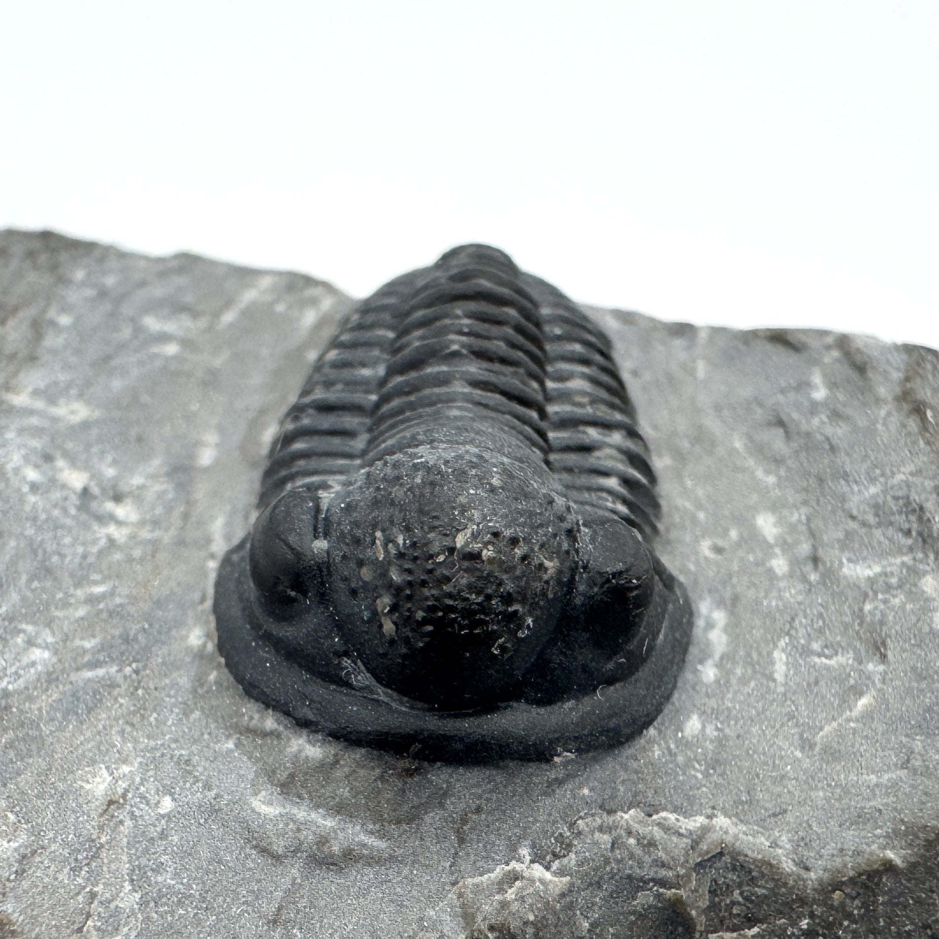 Gerastos Trilobite - .87 in (2.2 cm)
