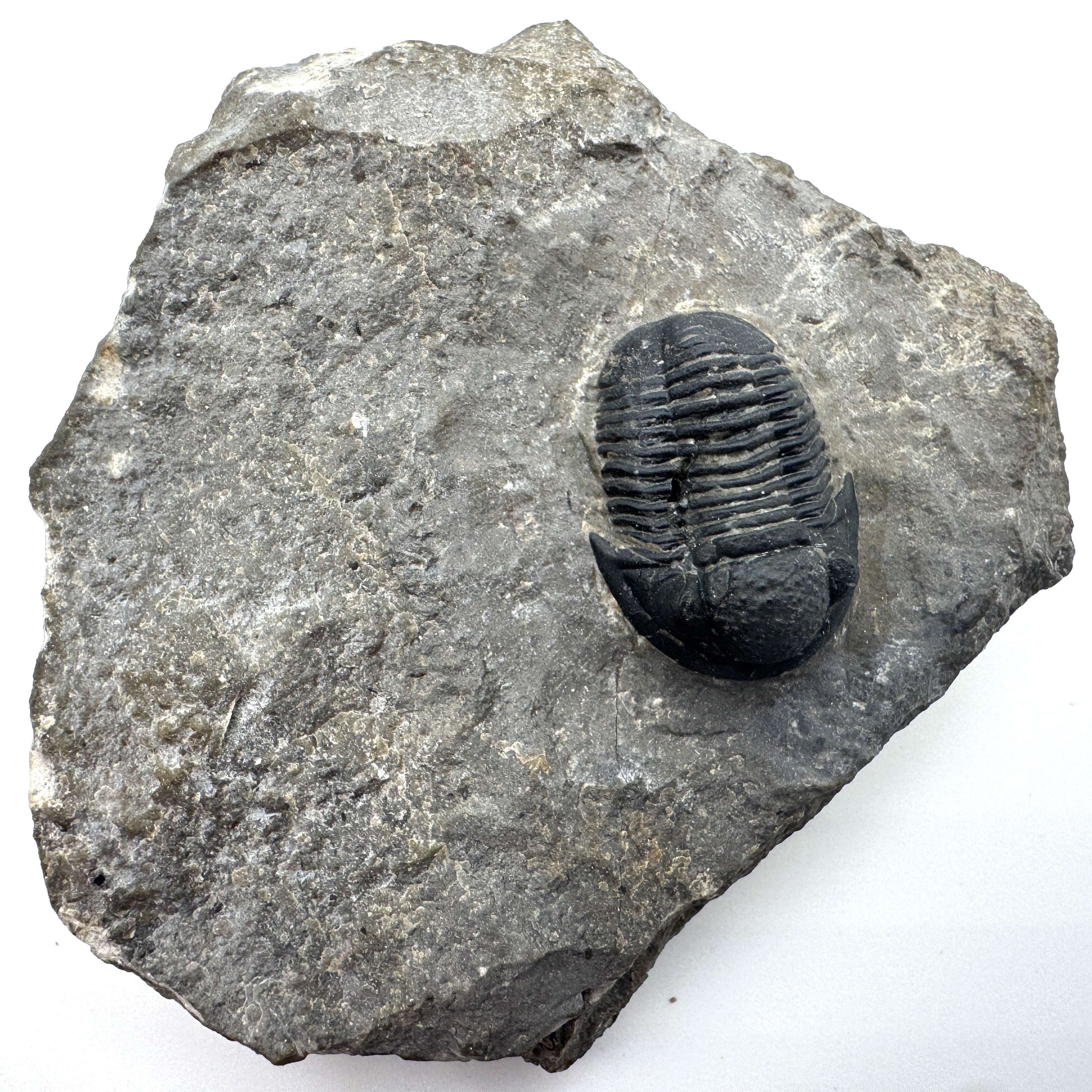 Gerastos Trilobite - .8 in (2 cm)