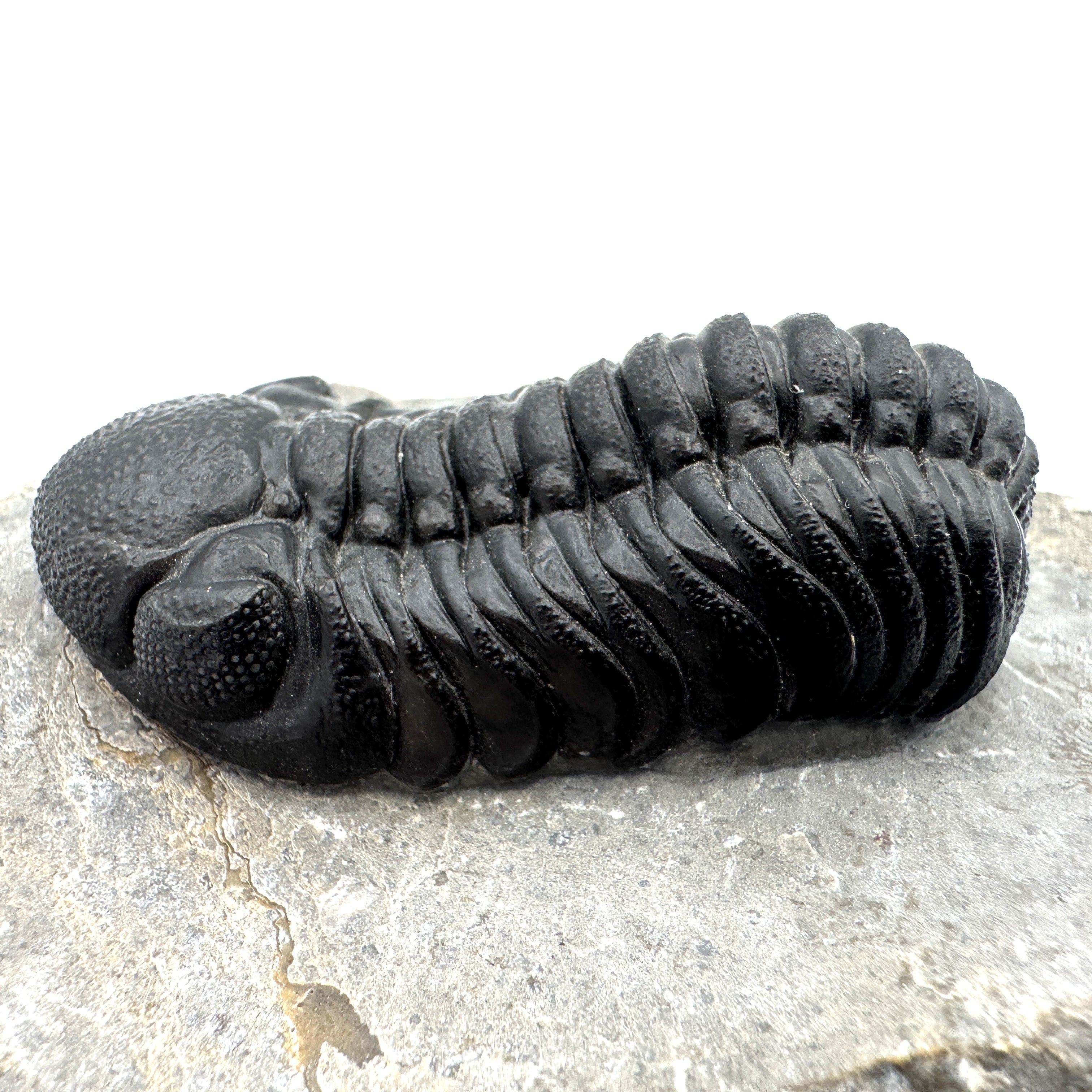 Phacops - 2.10"(5.33 cm)