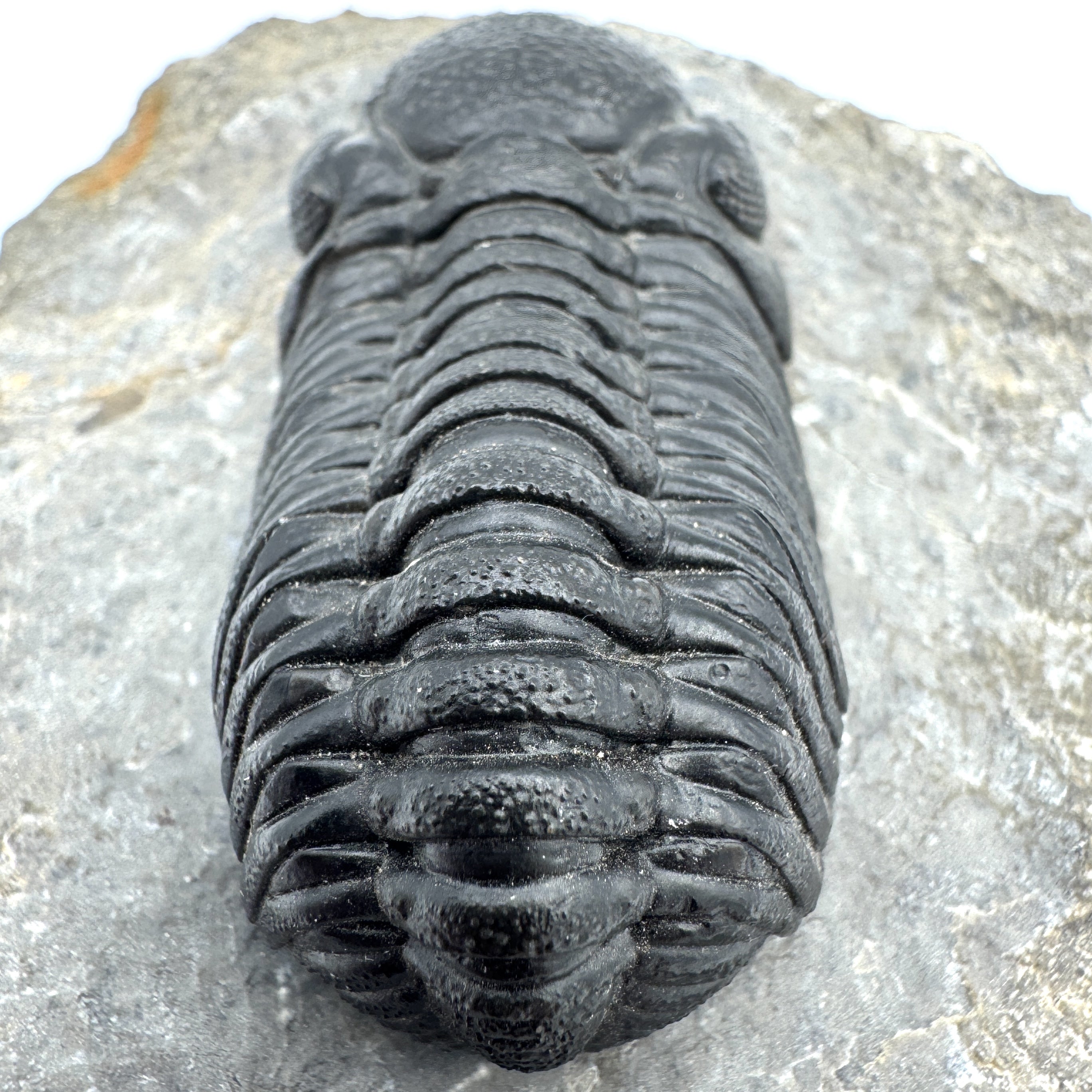 Phacops - 2.10"(5.33 cm)