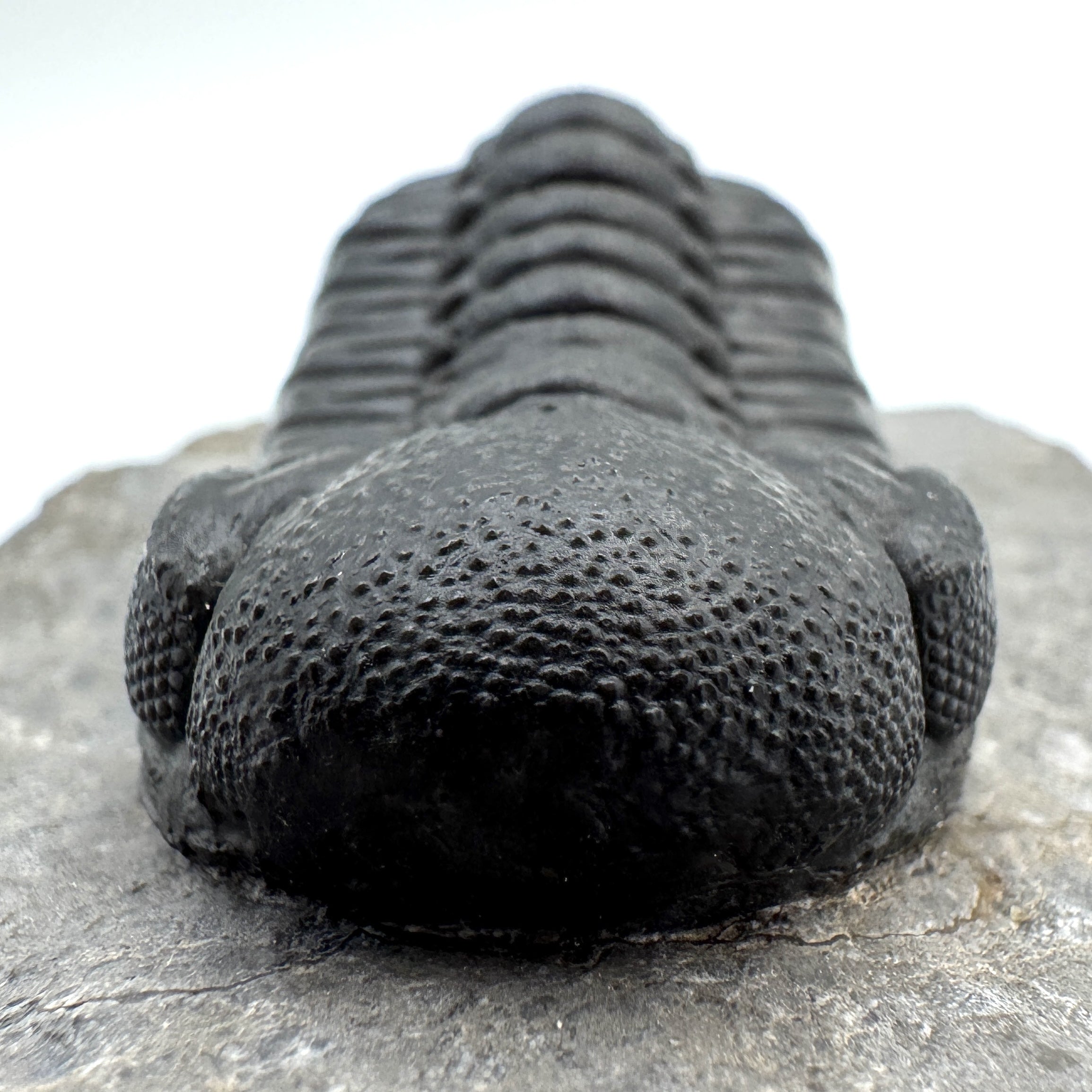 Phacops - 2.10"(5.33 cm)