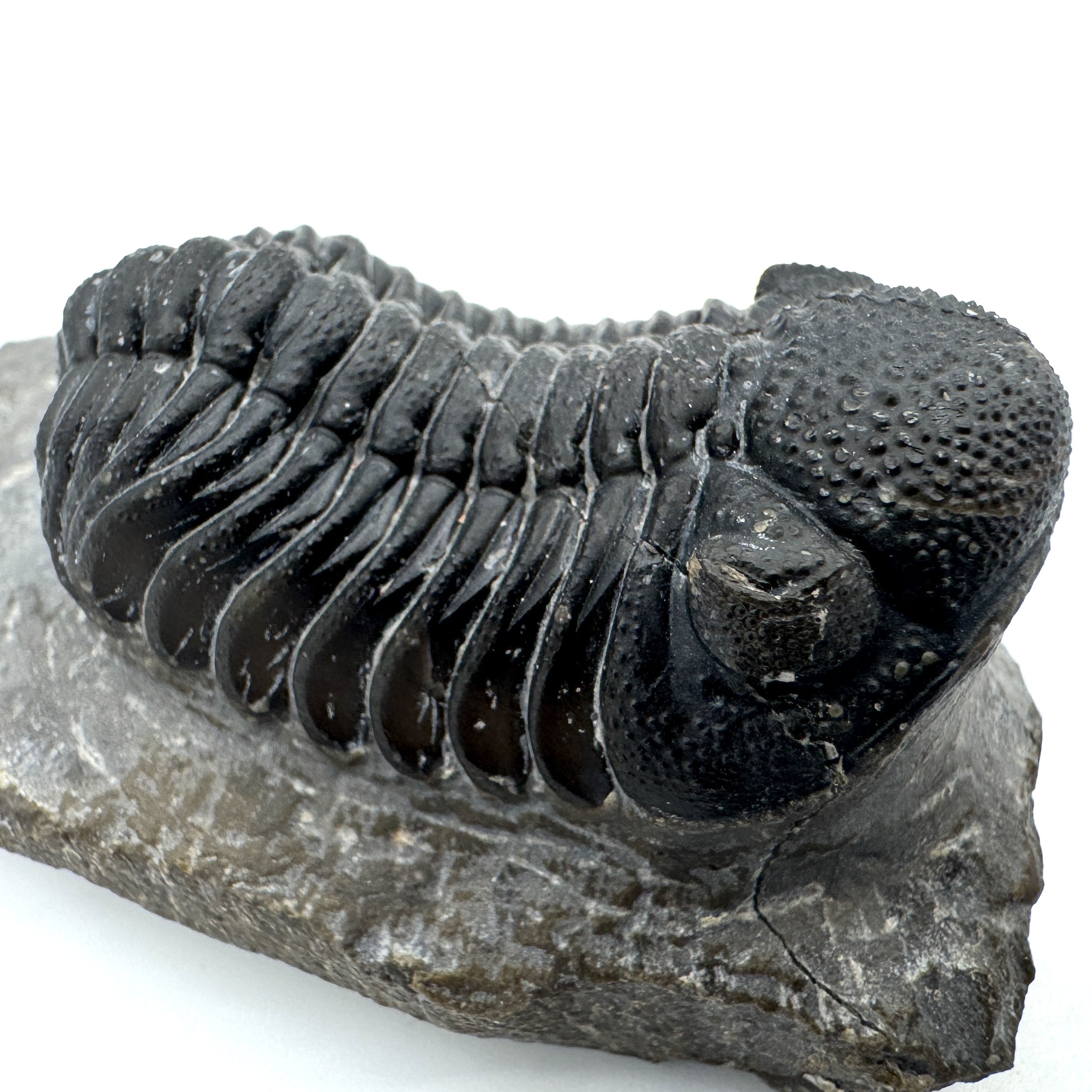 Phacops - 1.73"(4.41 cm)