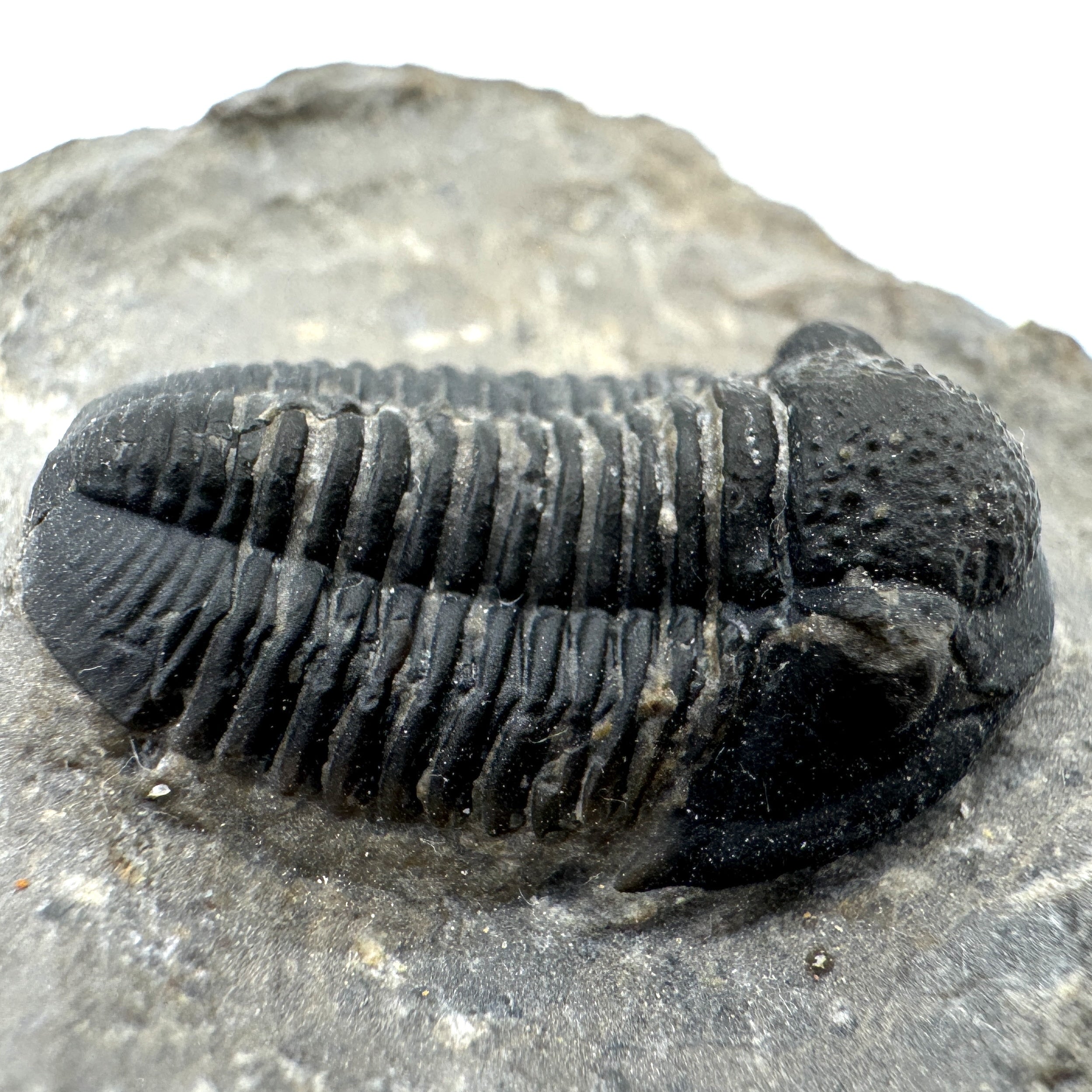Gerastos Trilobite - .84 in (2.1 cm)
