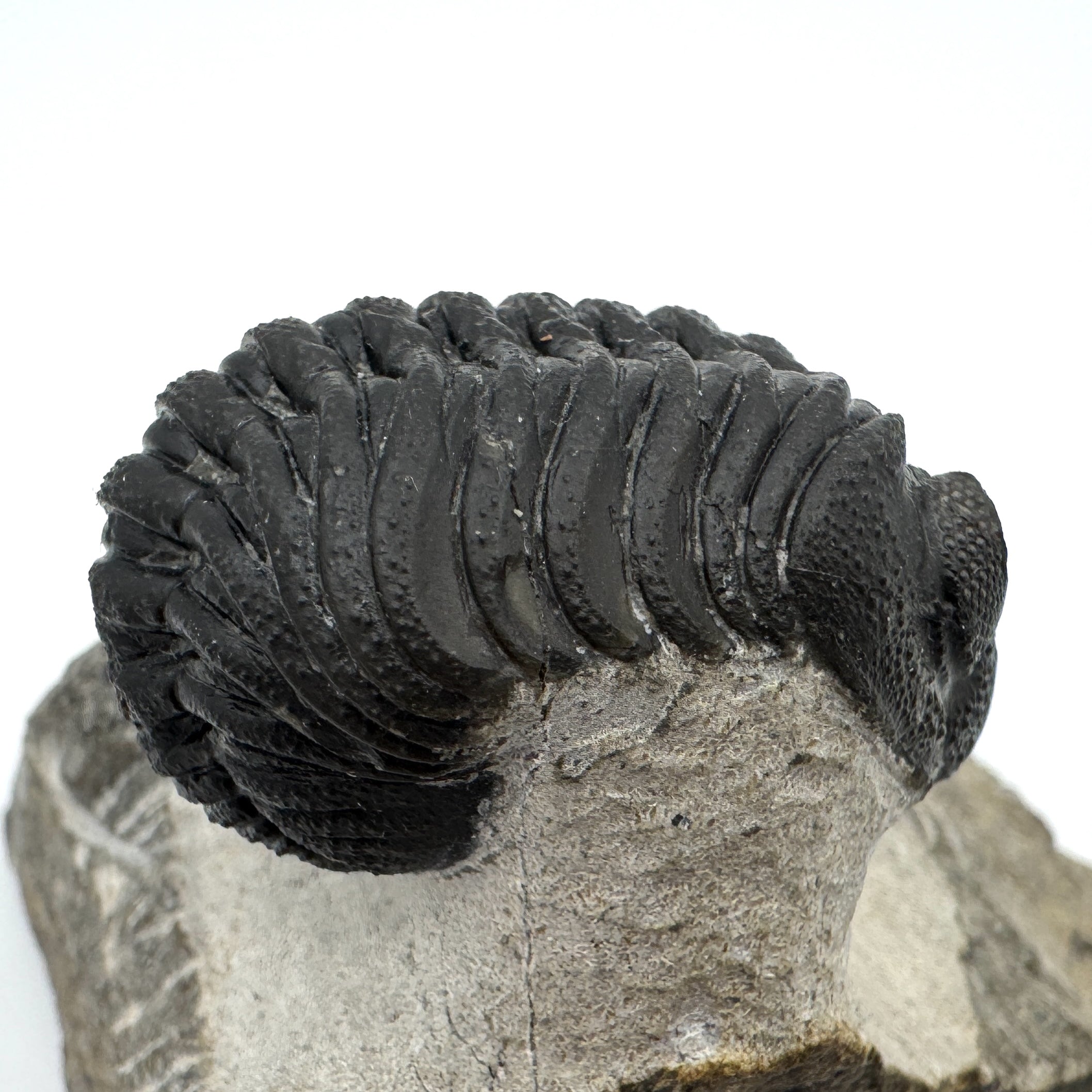 Partially Enrolled Phacops - 1.44"(3.67 cm)