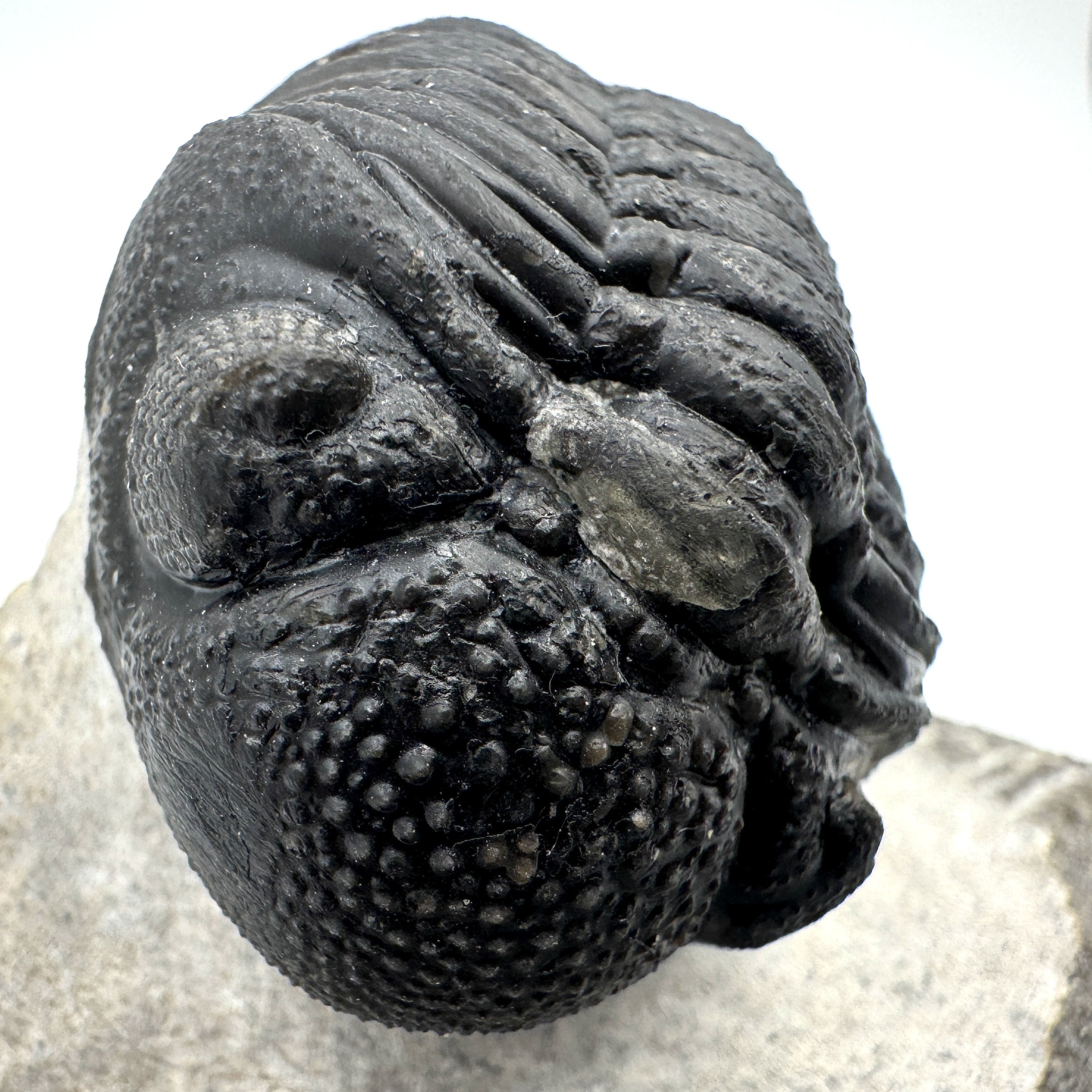 Partially Enrolled Phacops - 1.44"(3.67 cm)