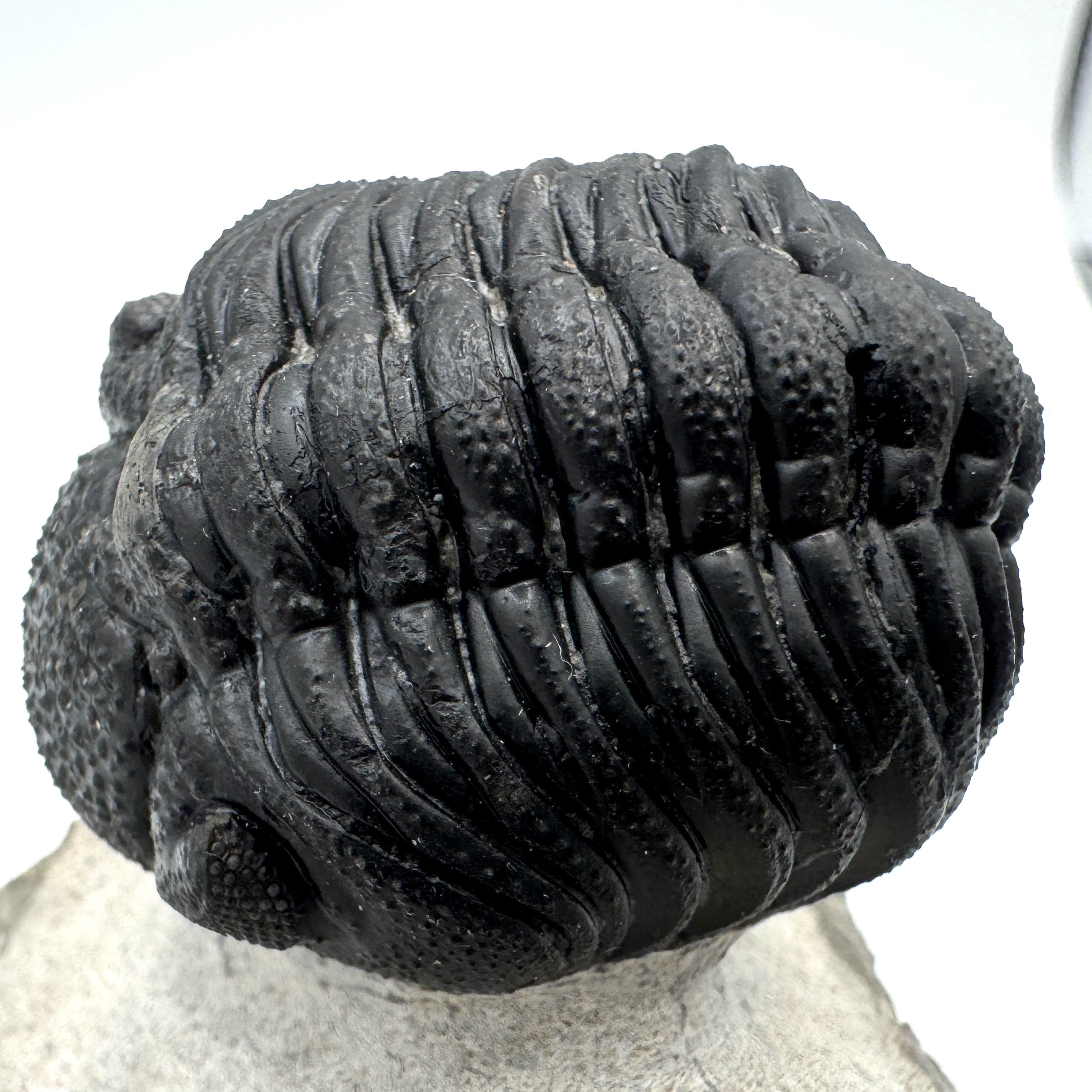 Partially Enrolled Phacops - 1.44"(3.67 cm)