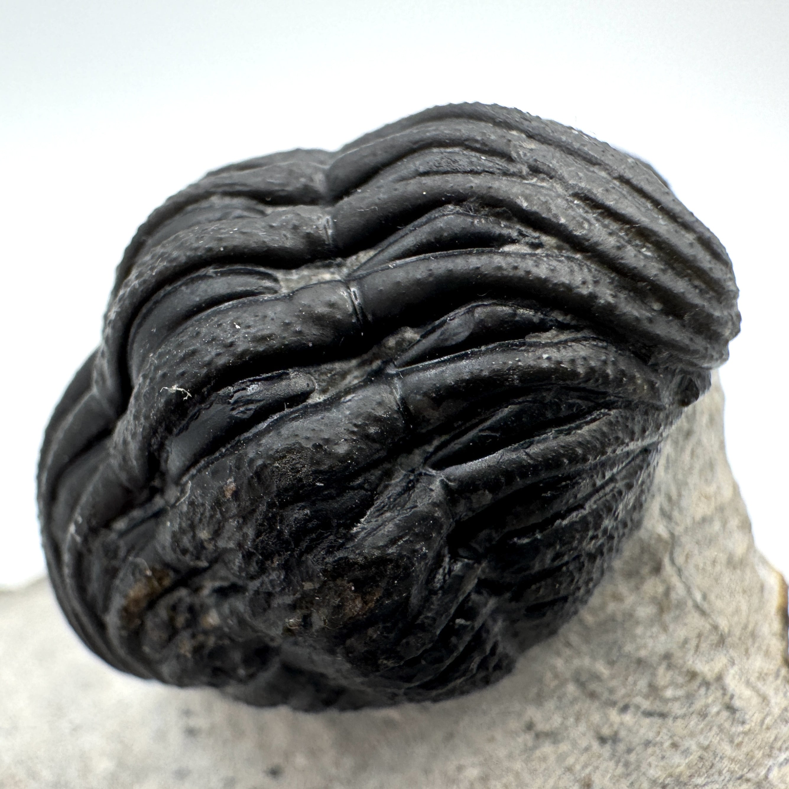 Partially Enrolled Phacops - 1.44"(3.67 cm)