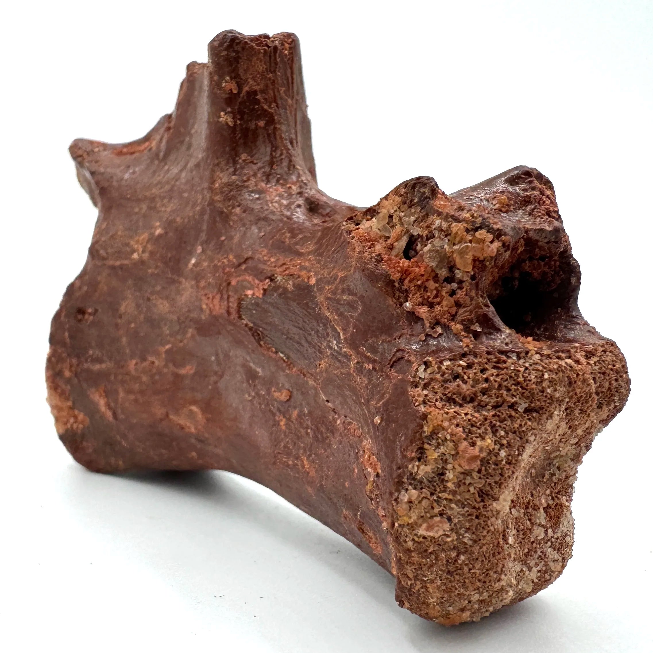 Crocodylomorph(?) Vertebra - 2.87